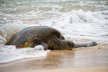 An endangered Hawaiian green sea turtle resting on a beach on Oahu with waves splattering around it.