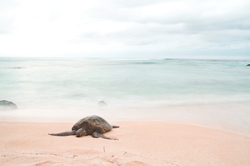 An endangered Hawaiian green sea turtle resting on a beach on Oahu with motion blurred waves and a stormy sky.