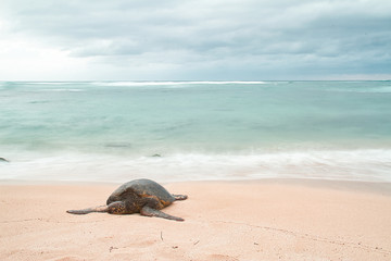 An endangered Hawaiian green sea turtle resting on a beach on Oahu with motion blurred waves and a stormy sky.