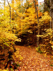 Pathway in the woods with golden leaves covering the trees in autumn of Quebec
