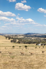Cowra - New South Wales Australia. Located in Western New South Wales the Cowra area is an important agricultural area.