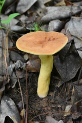 Mushroom