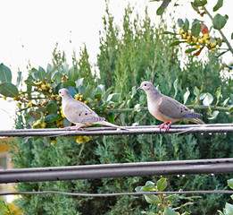 A pair of morning doves romancing on the wire