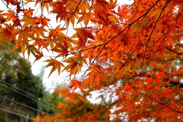 Maple leafs from below in the public park, Japan
