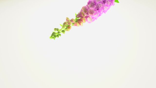 Foxglove  on a white background ,b-roll footage for not being skipped
