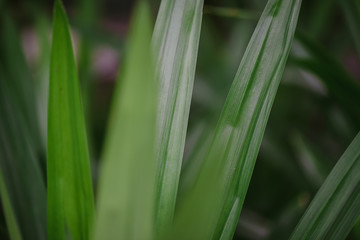 abstract, Green leaf pattern nature dark green background.