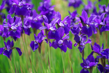 close up on fresh iris flower blooming in spring