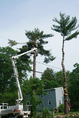 equipment and workers working on trimming trees in residential site