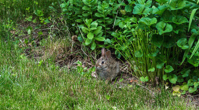 Rabbitt