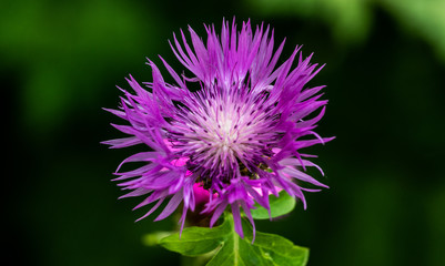 Violette Flockenblume