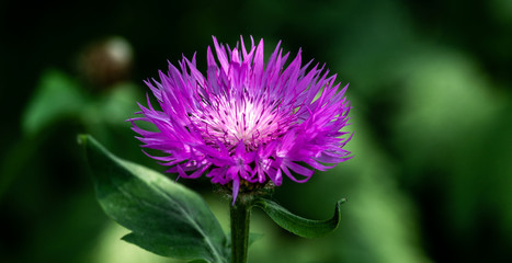 Violette Flockenblume