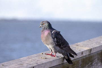 The Colorful Pigeon on a Wooden Rail