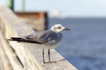 Laughing Gull on a Wooden Rail