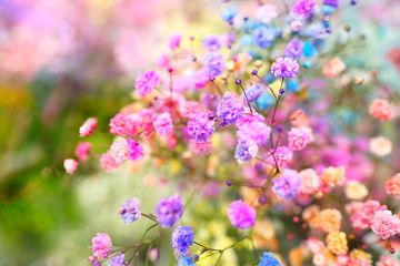 Fototapeta na wymiar Marco view of colorful Gypsophila in full blossom creamy style