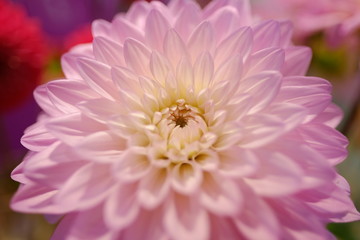 Marco photography of blossom dahlia flower in pink yellow