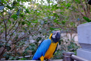 Blue-and-yellow macaw parrot