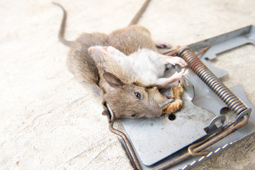 rattrap killer