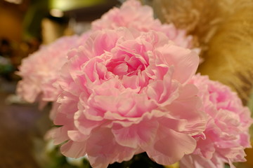 pink Dianthus caryophyllus Snowflake Adorable