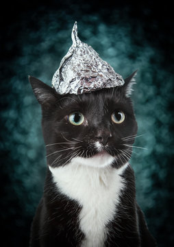 Black and white tuxedo cat  in a tin foil hat