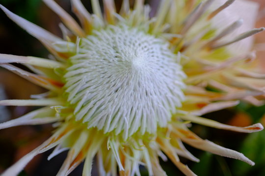 macro photography of Special big white flower blossom