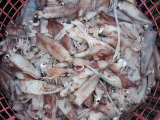 Fresh neritic squid in basket at the seafood market