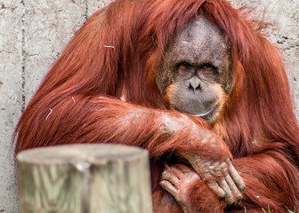 Obraz premium Close portrait of Sumatran orangutan