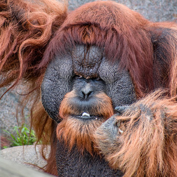 Close portrait of Sumatran orangutan