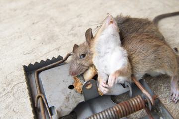 rattrap killer