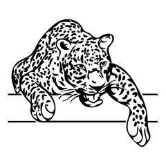 Leopard Panthera pardus.