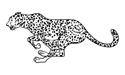 Leopard Panthera pardus.