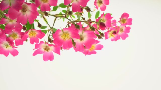 Rose by dolly  on a white background ,b-roll footage for not being skipped
