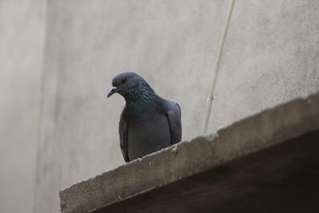 pigeon