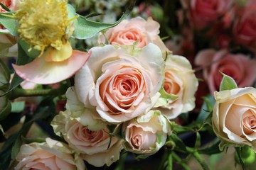 Fototapeta na wymiar Elegant pink roses bloom in early summer