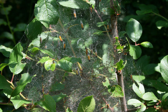 Mottennest