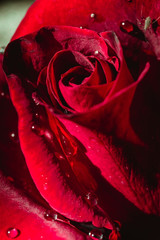 Dew drops on a scarlet rose bud