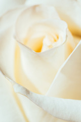 Gentle white rose. Festive bouquet