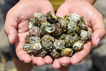  Close up of male hands holding snail shells.