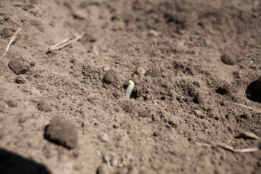 Sprouting from farm ground