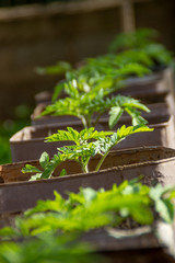 Tomato seedlings in the pot with soil, young plant outdoor in the sun. Gardening