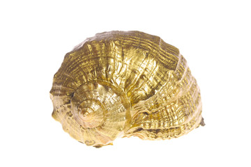 Golden shell isolated on a white background
