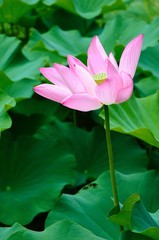 Obraz premium 蓮の花