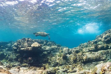 Turtle Swimming over Ledge