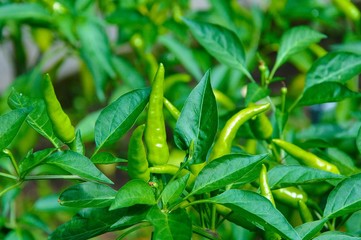 Capsicum