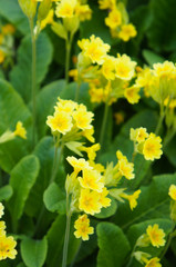 Primula veris or primrose yellow flowers with green