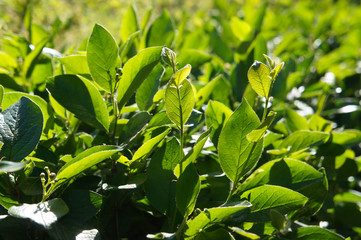 Cotoneaster lucidus or shiny cotoneaster green shrub close up