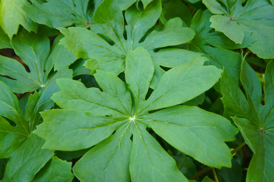 Podophyllum peltatum or mayapple green foliage