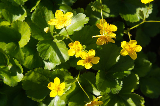 Waldsteinia geoides or barren strawberries yellow flowers with green