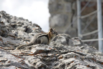 squirrel 