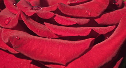 Drops of dew on the petals of the scarlet rose