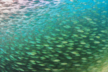 School of Fish